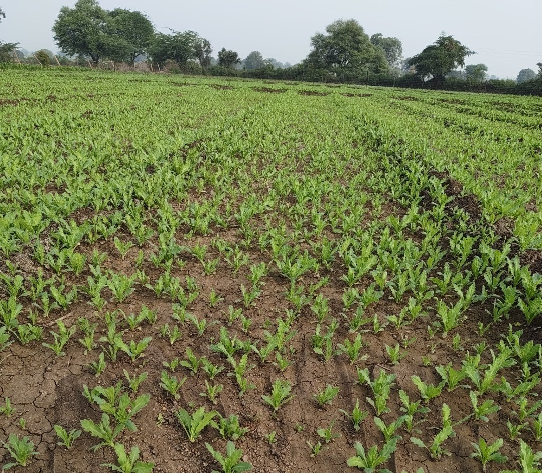 मौसम बदलाव की स्थिति में किस प्रकार अपनी फसल को सुरक्षित रखें