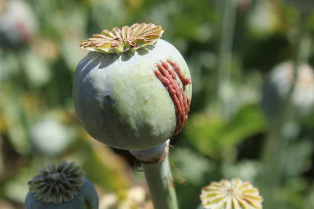 ठंडी हवाओं में खिलती है अफीम की फसल: किसानों के लिए सर्दी का वरदान