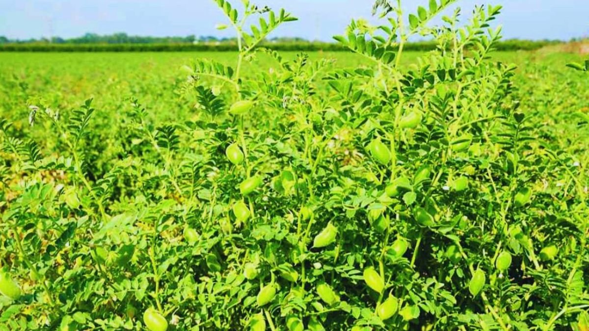 जैविक चना खेती: सेहत और संपन्नता दोनों