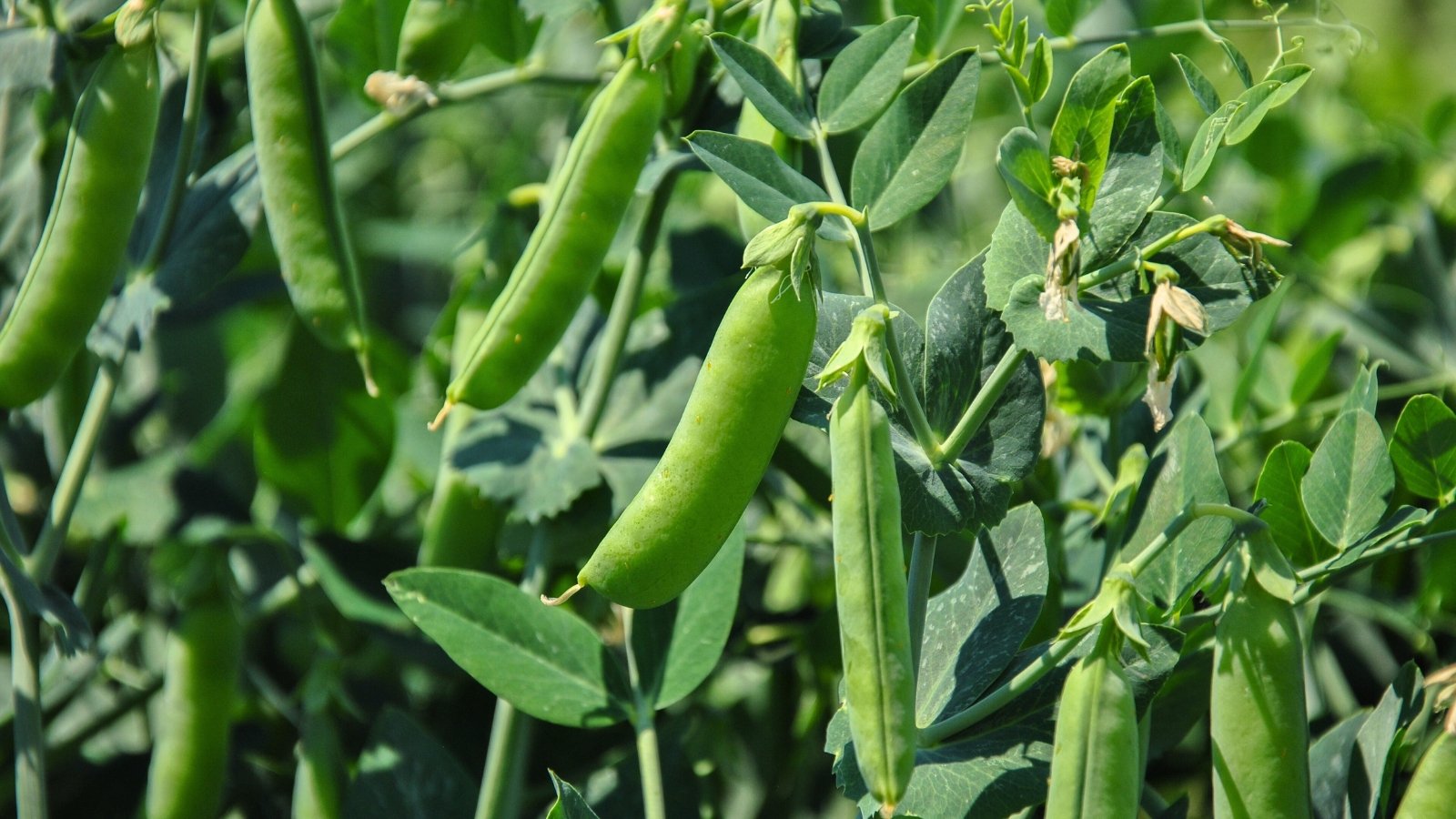 मटर में फली विकास के समय देखभाल के उपाय